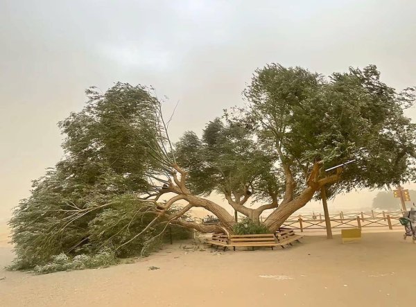 泸深A融通 甘肃敦煌月牙泉景区回应54岁夫妻柳“离婚”：树倒了，还活着