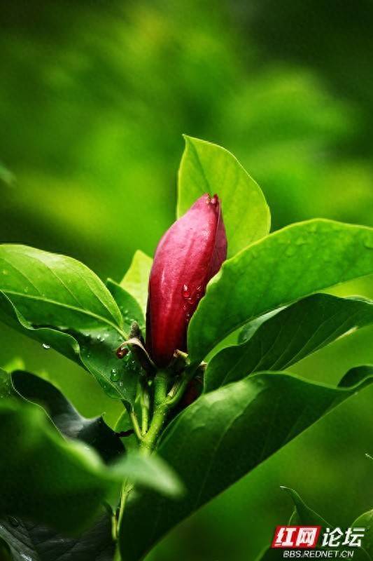 淘配网配资 谁说玉兰只能春天拍？夏天美得更低调又高级！